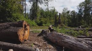 Best Fruit Tree Pruning  in Ashwaubenon, WI