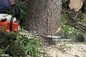 Best Stump Grinding and Removal  in Ashwaubenon, WI