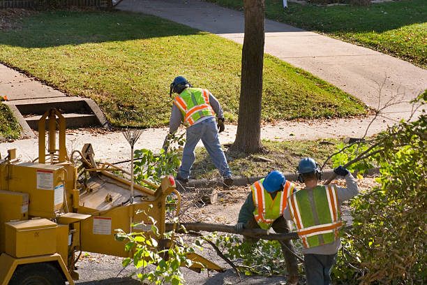  Ashwaubenon, WI Tree Removal Pros