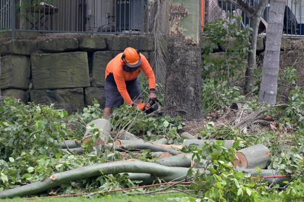 Best Tree Preservation Services  in Ashwaubenon, WI