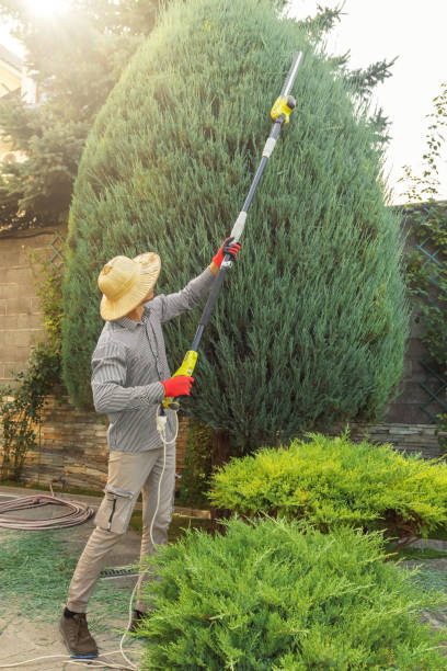 Best Grass Overseeding  in Ashwaubenon, WI