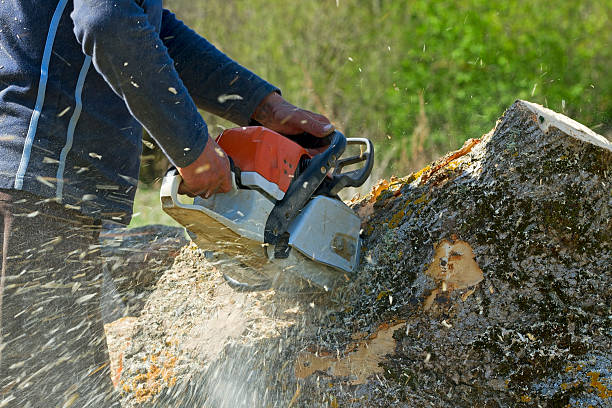Best Lawn Watering Services  in Ashwaubenon, WI