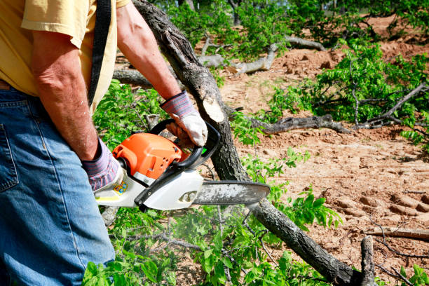 Best Storm Damage Tree Cleanup  in Ashwaubenon, WI